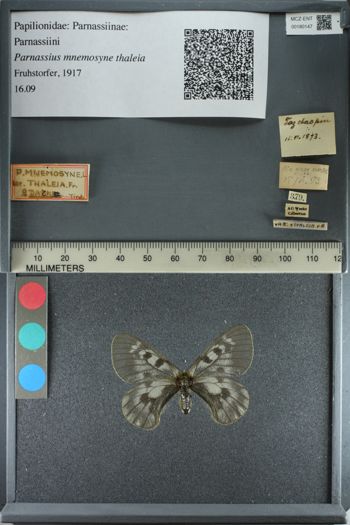 Media type: image;   Entomology 180147